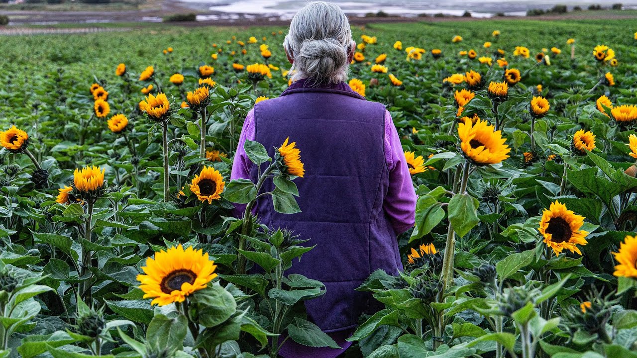 Sunphlowers Trailer